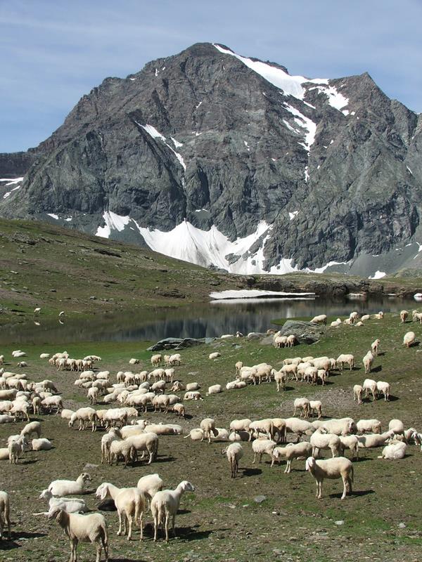 http://www.soledarte.it/images/lanzo/prati_colline/DSCF0218.jpg