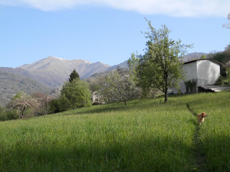 http://www.soledarte.it/images/lanzo/prati_colline/P4220001.jpg